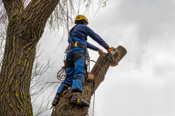 Best Leaf Removal Services  in Sun Valley, ID