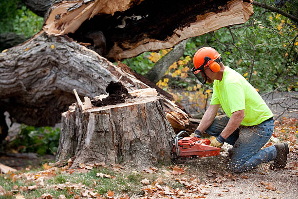 How Our Tree Care Process Works  in  Sun Valley, ID