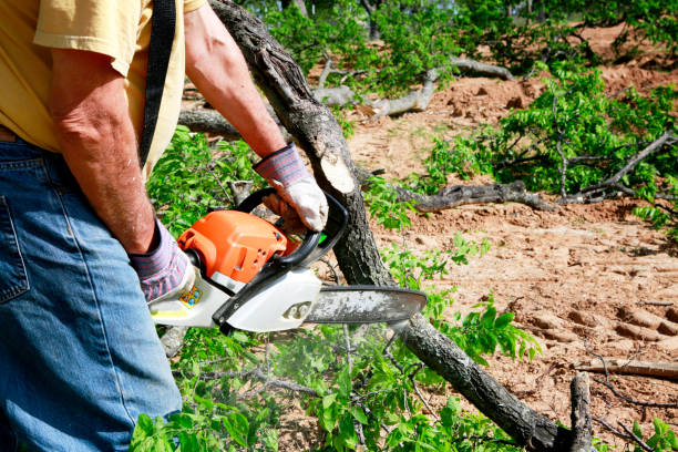 Best Tree and Shrub Care  in Sun Valley, ID